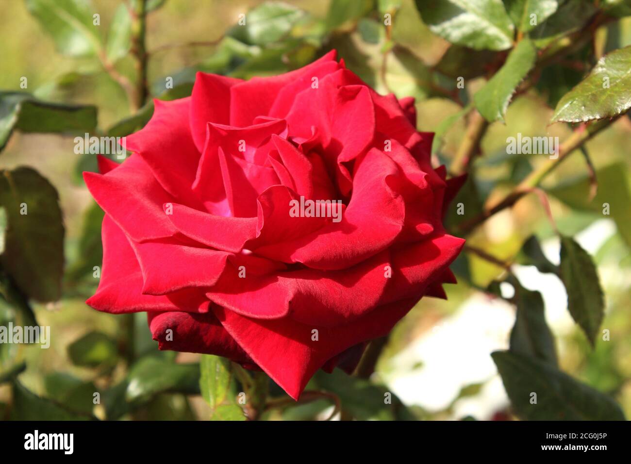 Nahaufnahme Blüte der roten Rose an sonnigen Tagen. Stockfoto