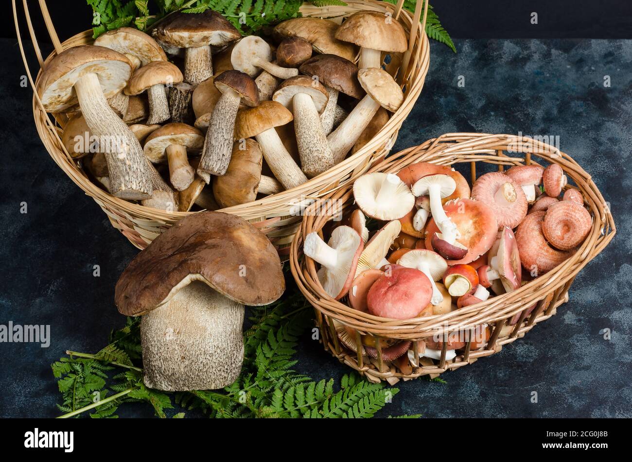 Frische rohe essbare Wildpilze und Täubling in Körben auf dunklem Grund. Herbstpilze pflücken. Stockfoto