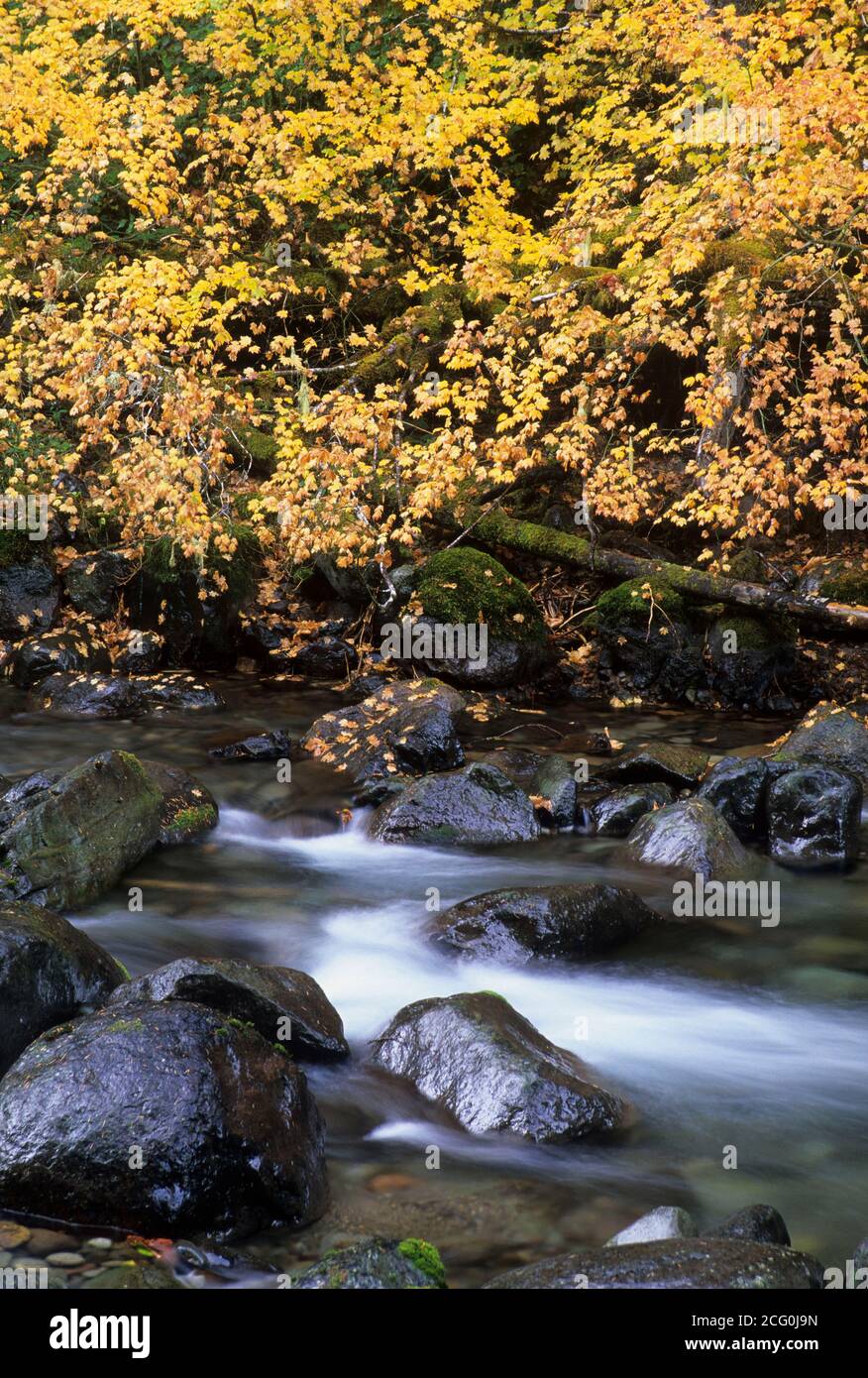 North Fork Cispus River, Gifford Pinchot National Forest, Washington Stockfoto