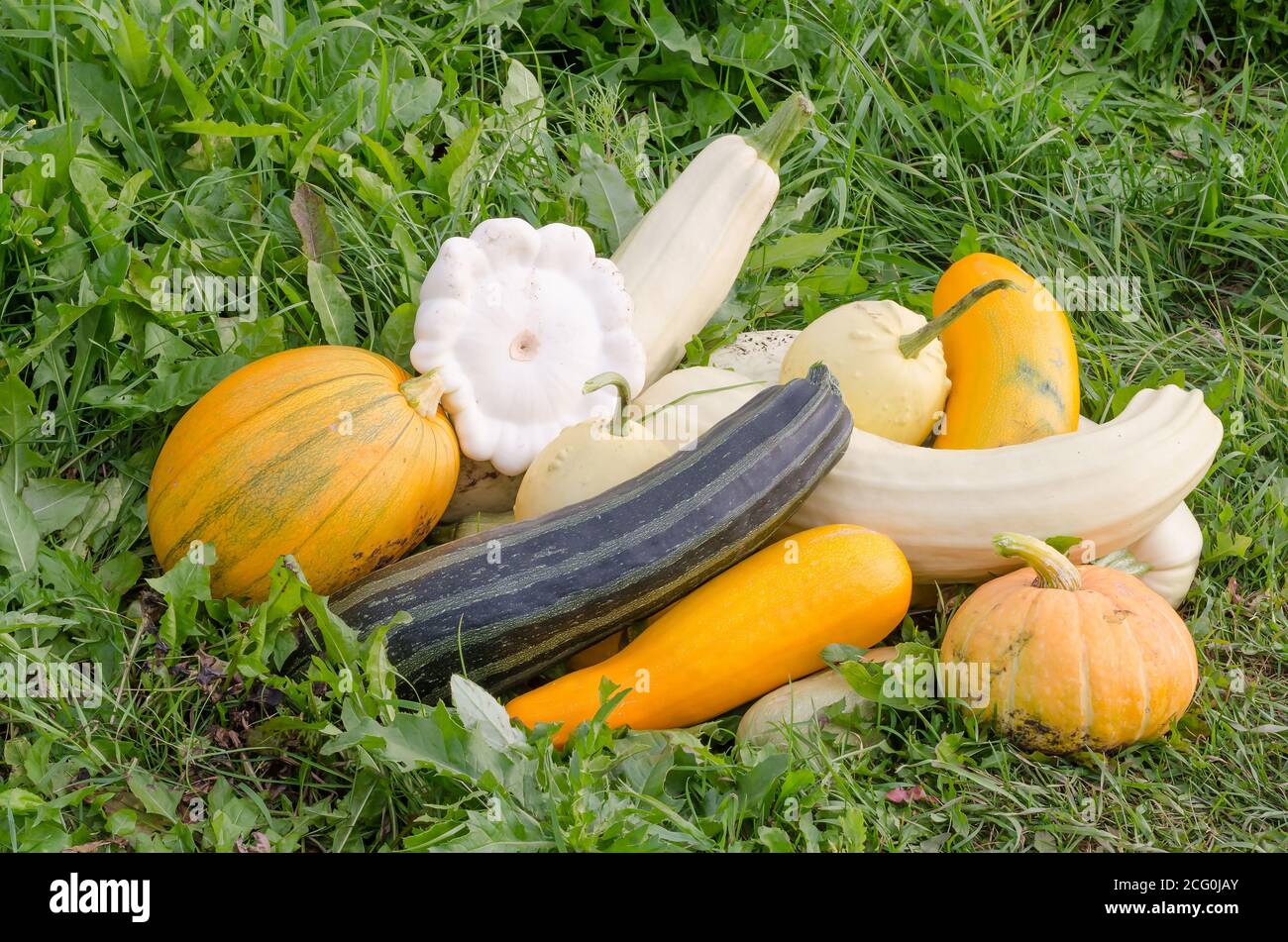 Zucchini, Kürbisse und Kürbis auf dem Gras, Herbsternte im Garten Stockfoto