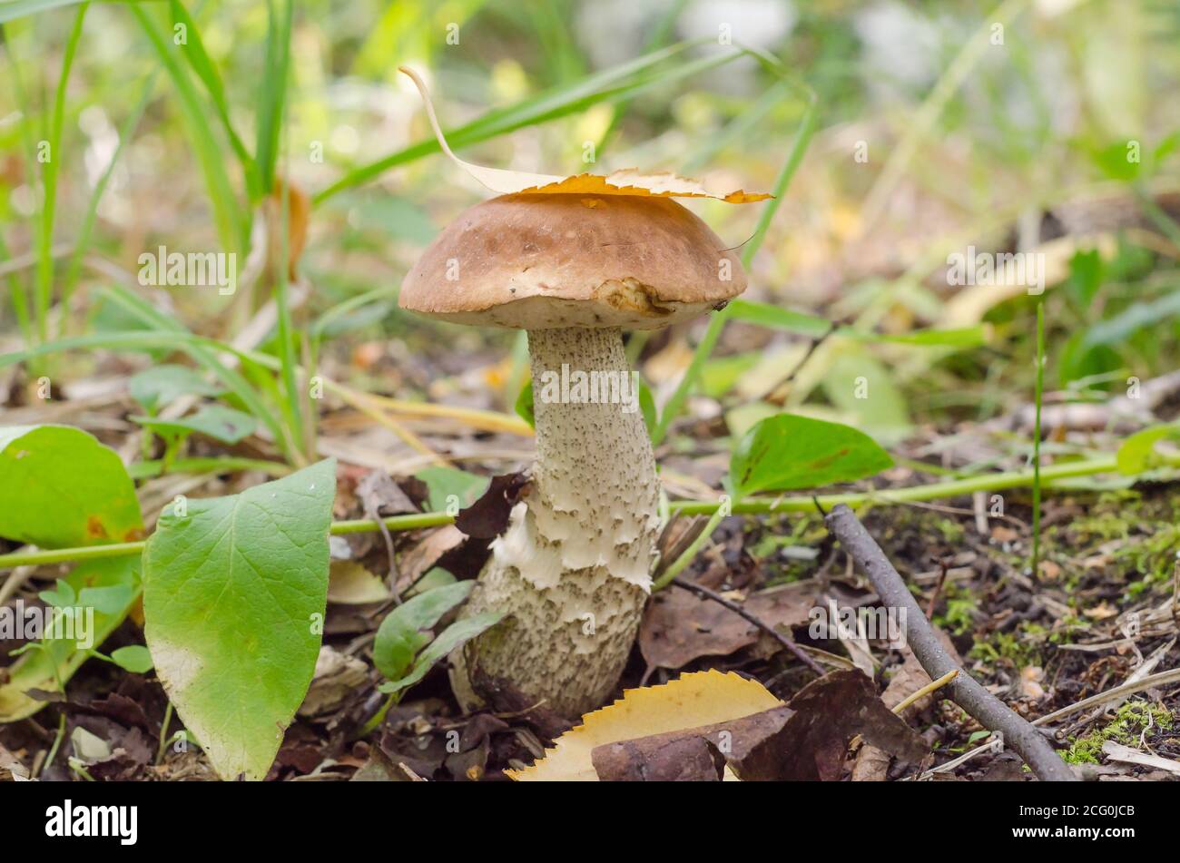 Essbare Steinpilze im Wald. Herbstpilze pflücken Stockfoto