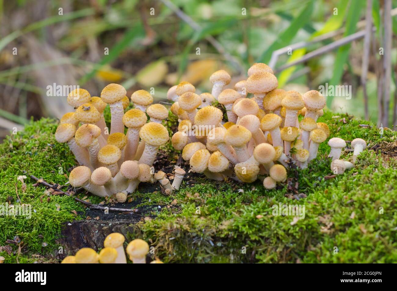 Spät essbare Pilze Honig Agarics auf einem Hanf mit Moos bedeckt. Herbstpilze pflücken Stockfoto