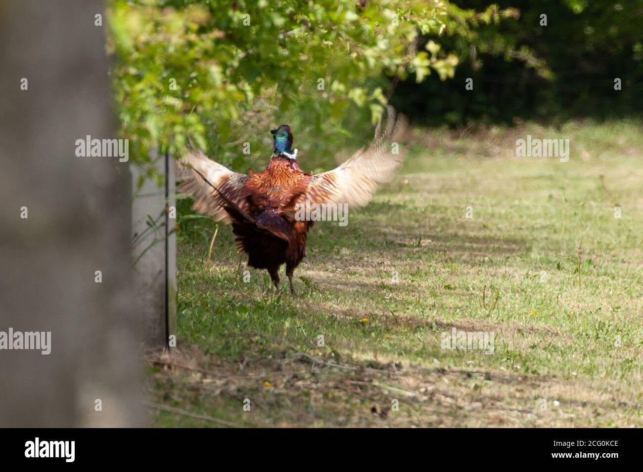 Ländliche Tierwelt Landschaft in Norfolk Großbritannien. Männliche und weibliche Fasane werden in Großbritannien oft gejagt und als Sportwild abgeschossen Stockfoto