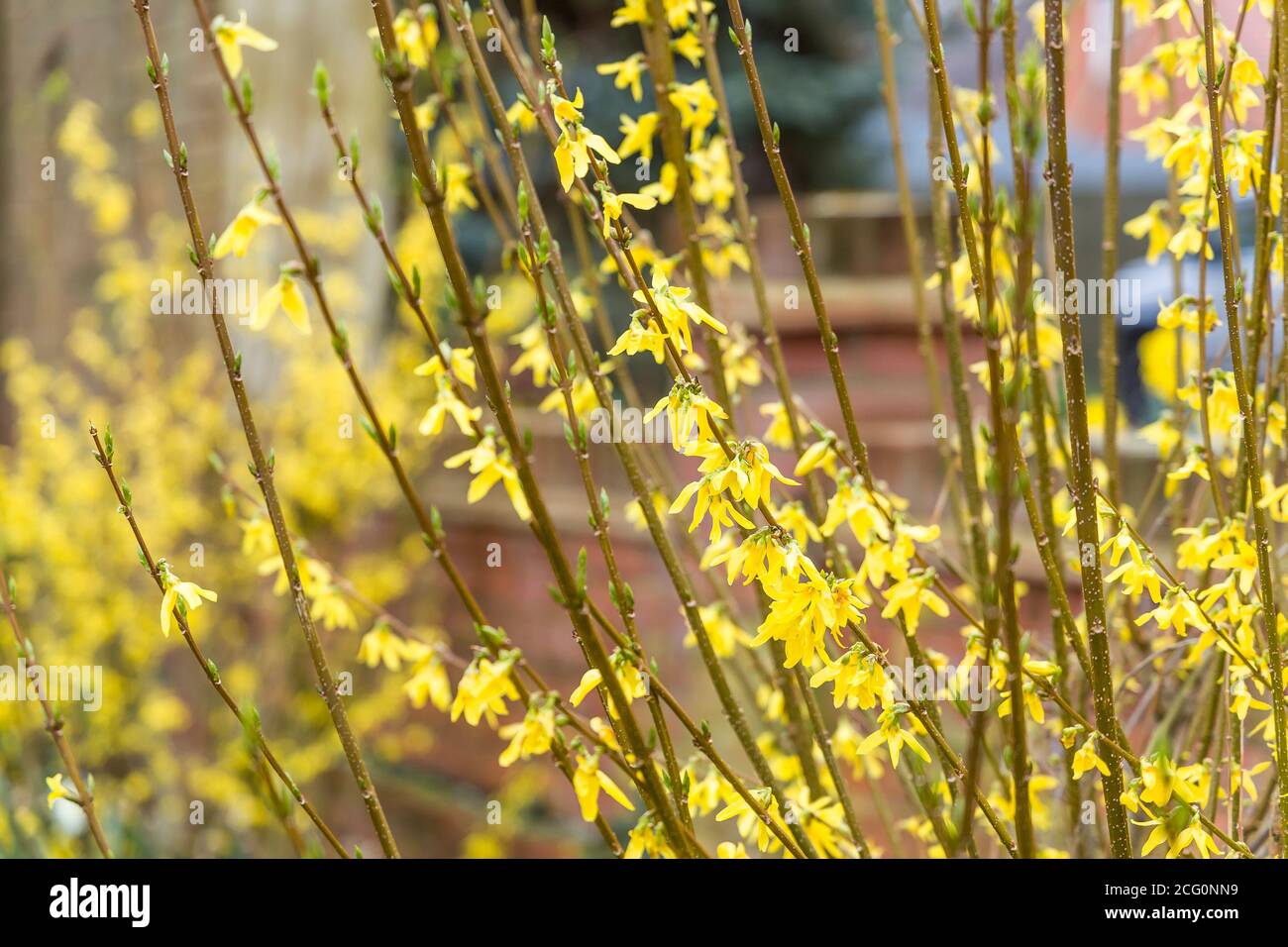 Forsythia x intermedia goldrush oder goldrausch in einem Garten, UK Stockfoto