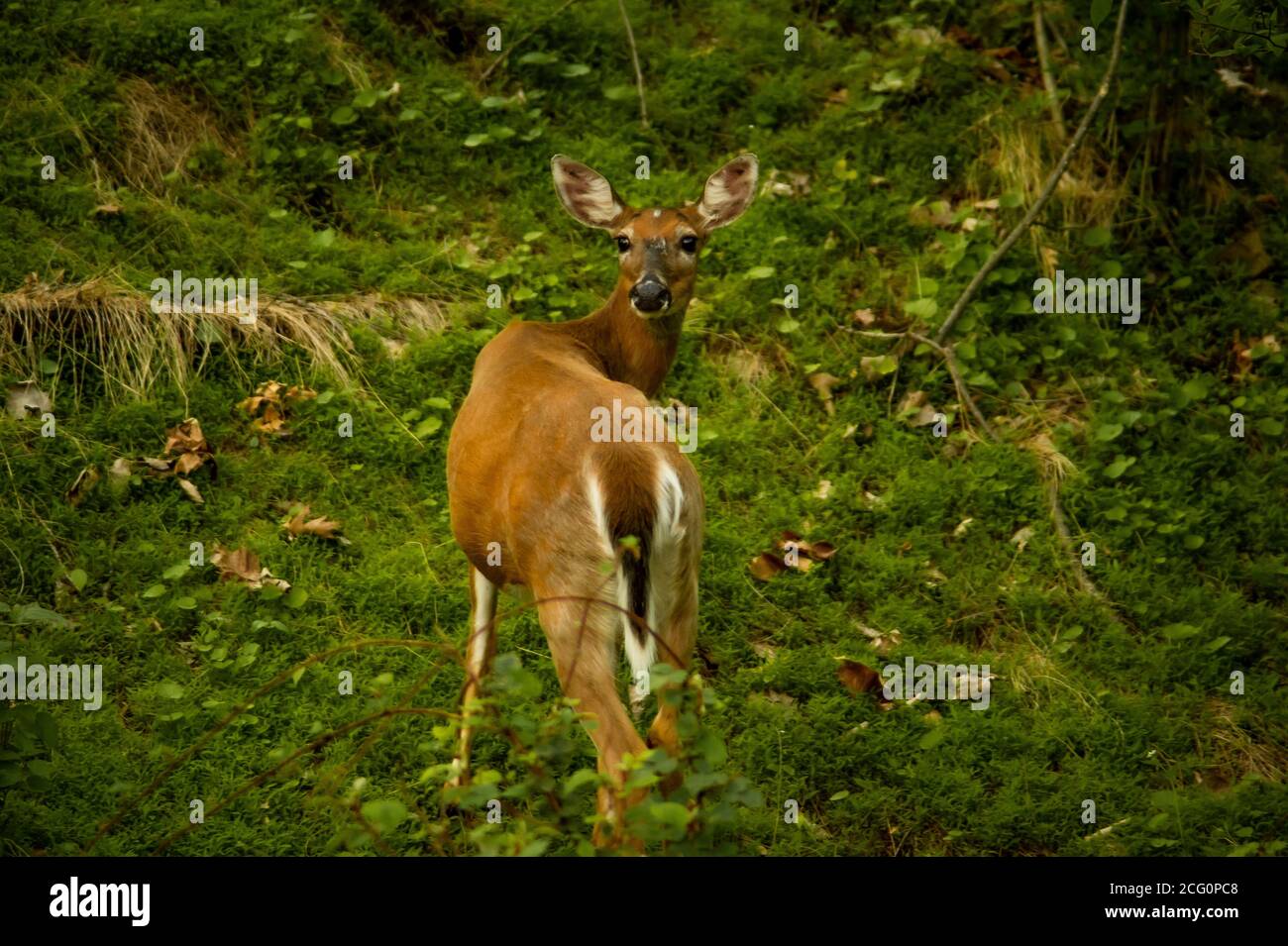 White-Tailed Deer Stockfoto
