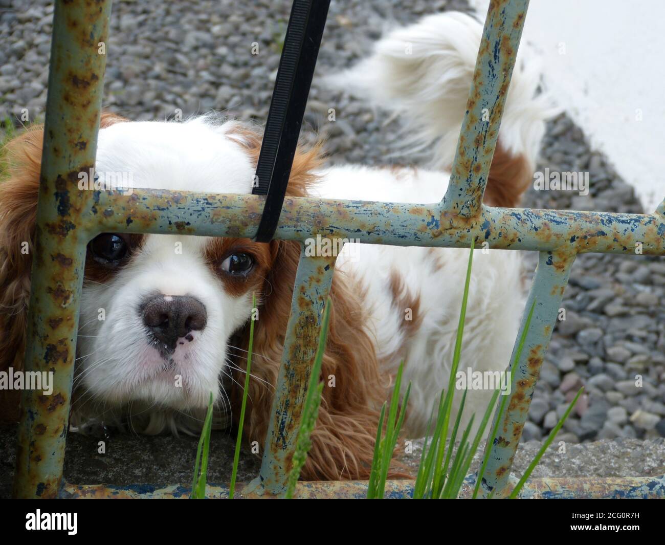 Traurige kleine Hund Cavalier König Charles Spaniel hinter dem Zaun. Wehmütiger Blick des Hündchen. Bezaubernder isländischer weißer brauner Hündchen aus Reykjavik Stockfoto