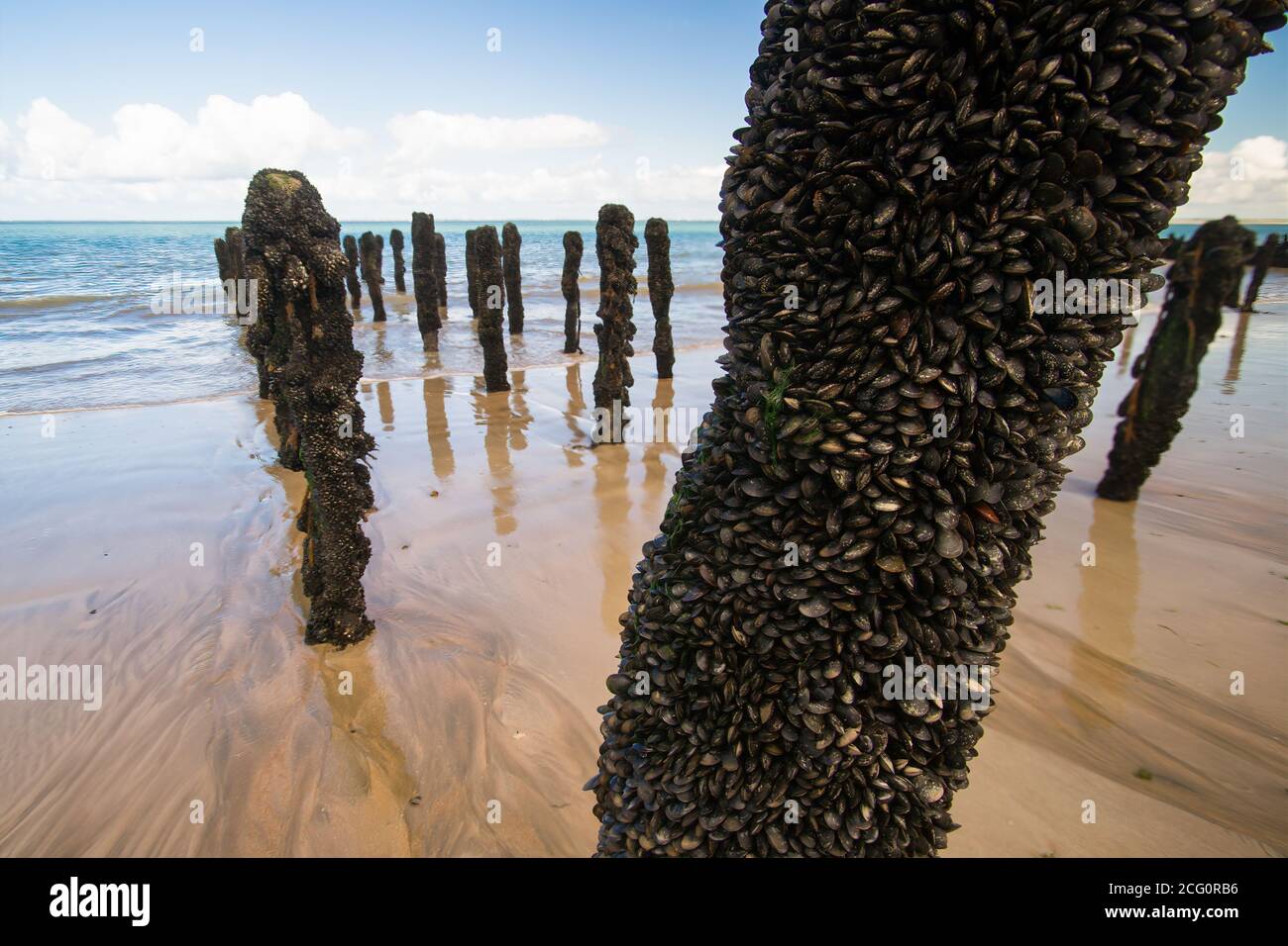 Nahaufnahme bewirtschaftete Muscheln Aquakultur mit goldenem Sand und Meer. Selektiver Fokus. Stockfoto