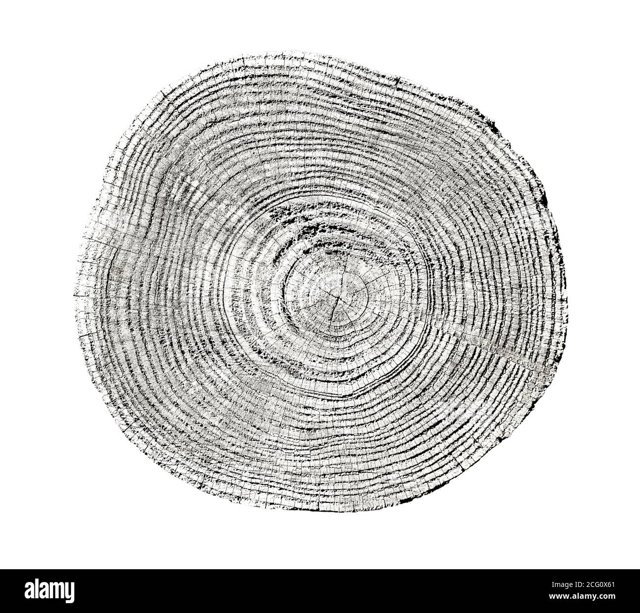 Großes Stück Rundholz mit Wachstumsringen auf weißem Hintergrund. Schwarz-weiß gefällte Baumstamm aus dem Wald geschnitten. Detaillierter natürlicher organischer Text Stockfoto
