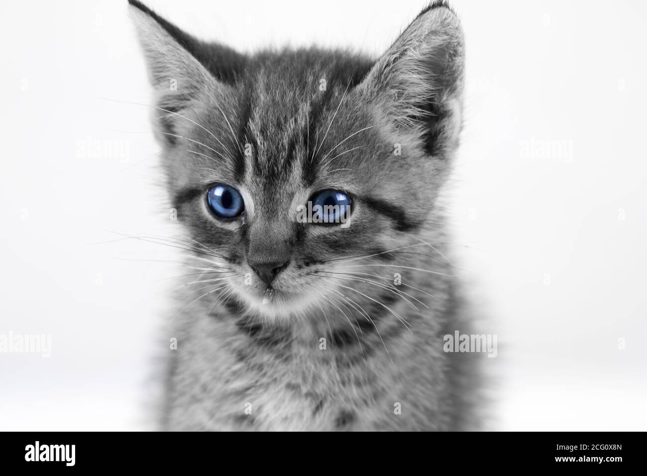 Inländisches Tabby Kitten Nahaufnahme mit blauen Augen / schwarz und weiß Stockfoto