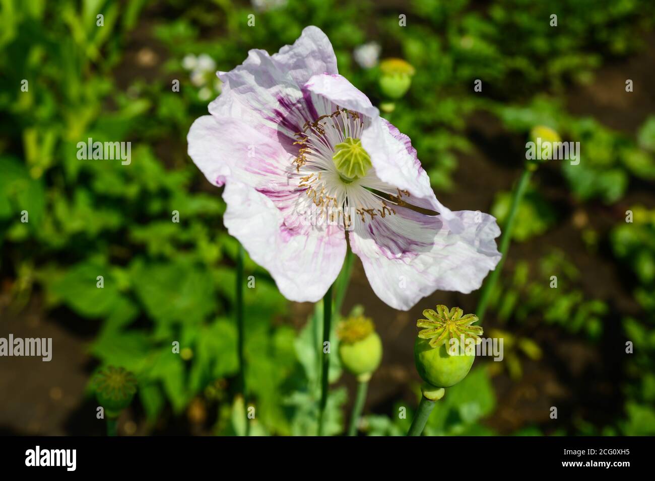 Schöne offene weiße und lila Opium Mohn Stockfoto