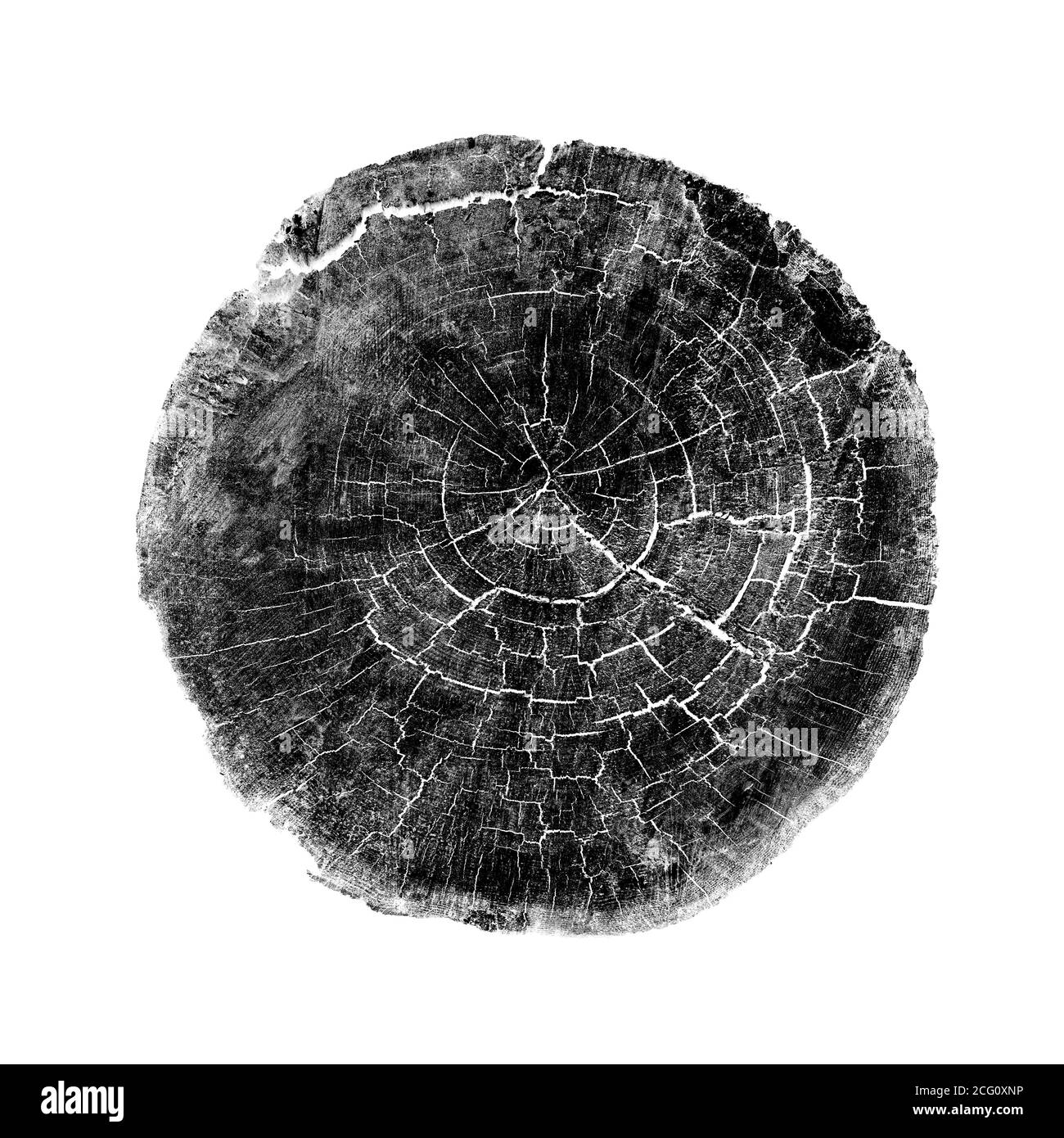 Großes Stück Rundholz mit Wachstumsringen auf weißem Hintergrund. Schwarz-weiß gefällte Baumstamm aus dem Wald geschnitten. Detaillierter natürlicher organischer Text Stockfoto