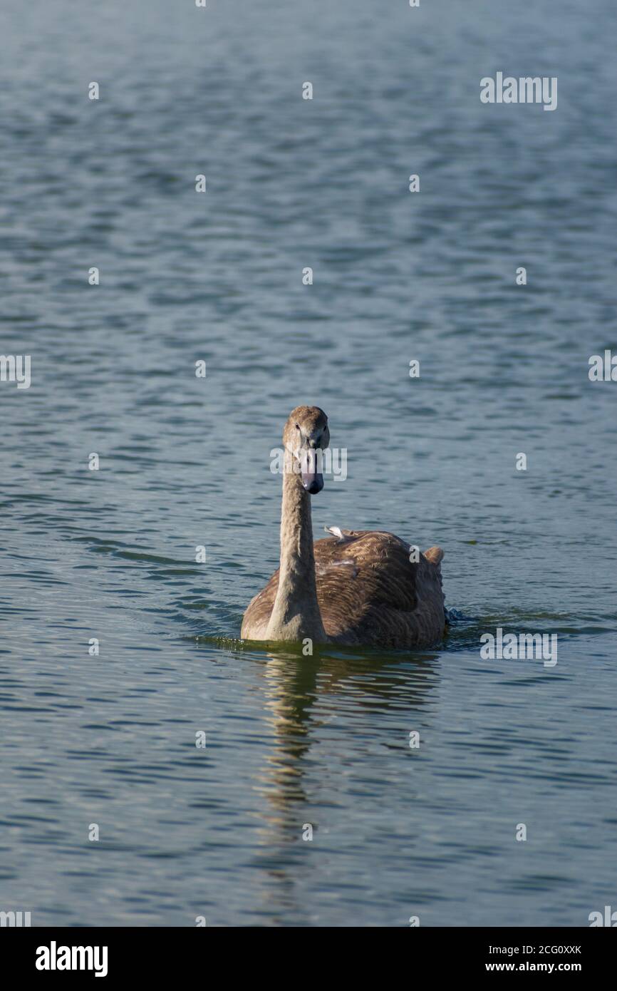 Foto eines stummen Schwans (Cygnus olor), der in einem See schwimmt. Stockfoto
