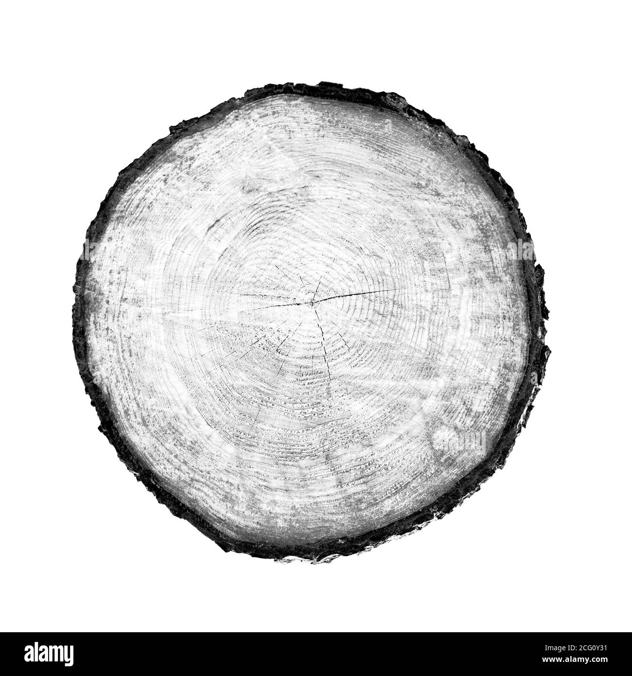 Großes Stück Rundholz mit Wachstumsringen auf weißem Hintergrund. Schwarz-weiß gefällte Baumstamm aus dem Wald geschnitten. Detaillierter natürlicher organischer Text Stockfoto