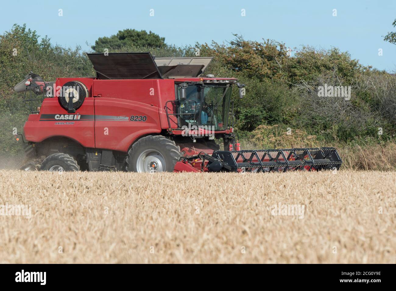 Mähdrescher schneiden Weizen. Hayling Island, Hampshire Großbritannien Stockfoto