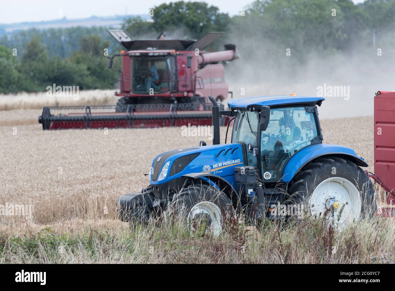 Mähdrescher schneiden Weizen. Hayling Island, Hampshire Großbritannien Stockfoto