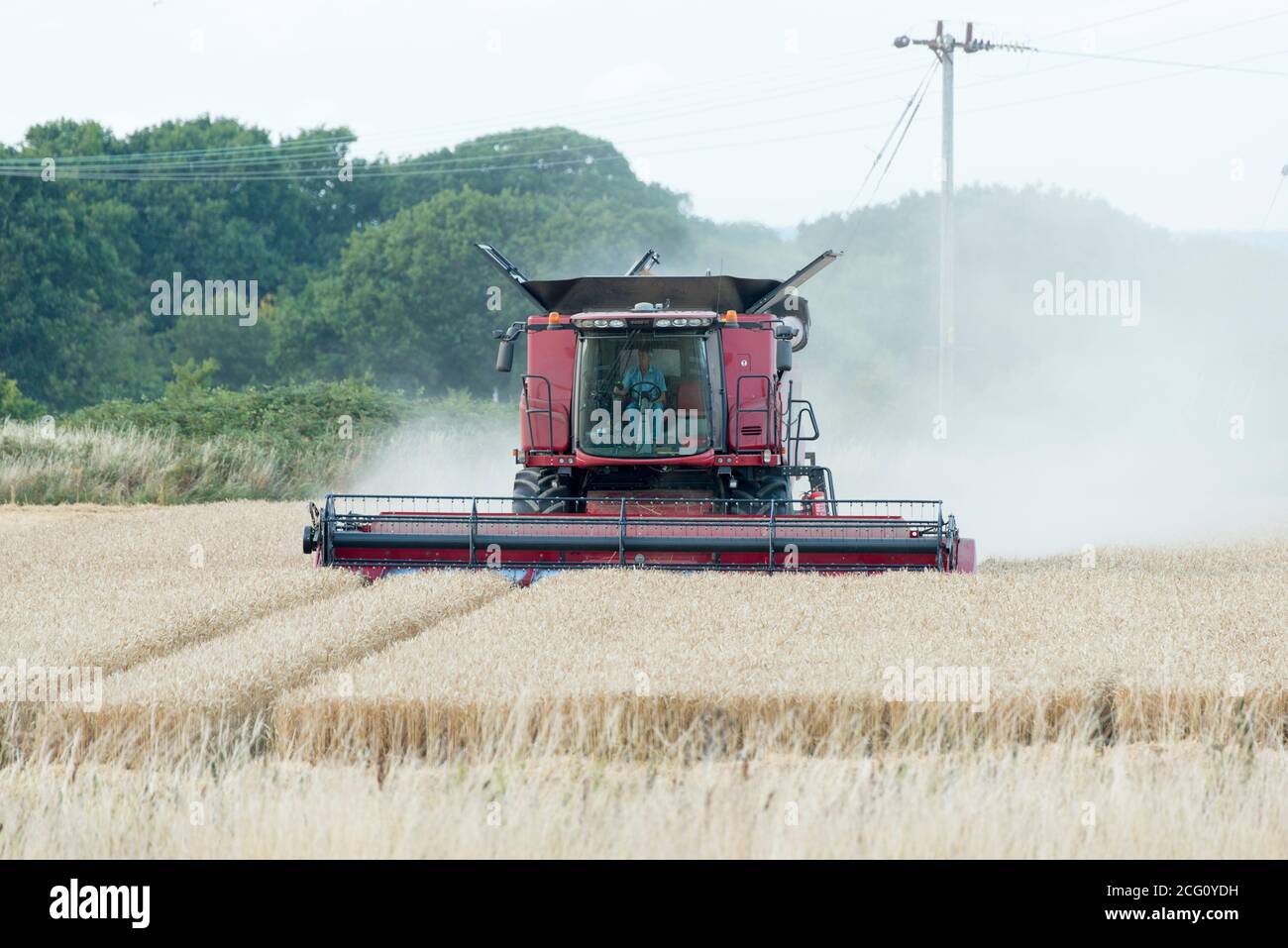 Mähdrescher schneiden Weizen. Hayling Island, Hampshire Großbritannien Stockfoto
