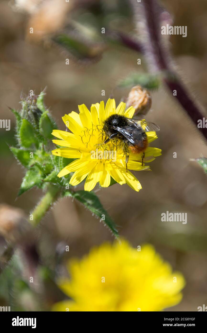 Hummel auf Löwenzahn Kopf Stockfoto