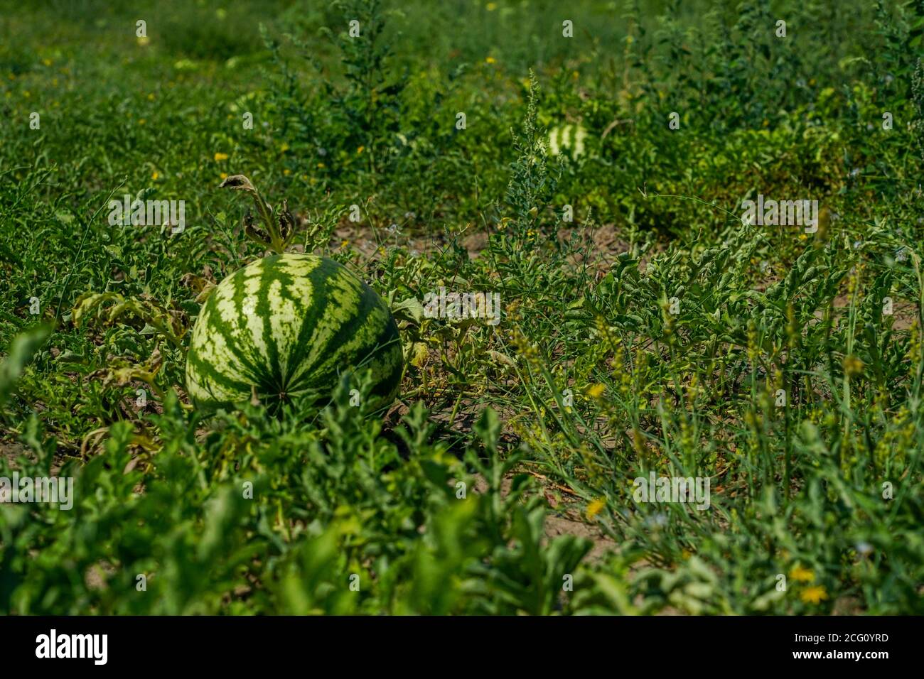 Gestreifte reife Wassermelone liegt in einem Wassermelonenfeld im Süden. Stockfoto
