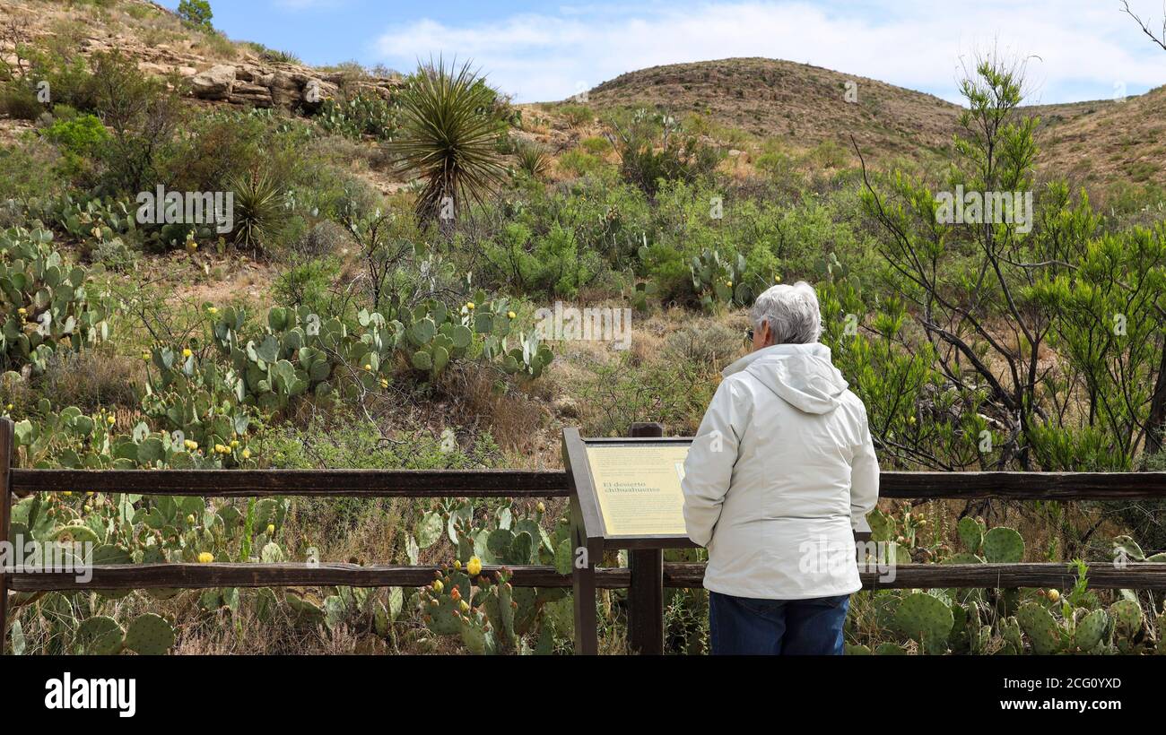 Frau beim Betrachten der blühenden Kaktuskerne an der Einfahrtsstraße Zum Carlsbad Cavern National Park Stockfoto