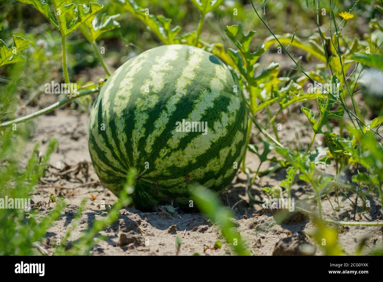 Gestreifte reife Wassermelone liegt in einem Wassermelonenfeld im Süden. Stockfoto