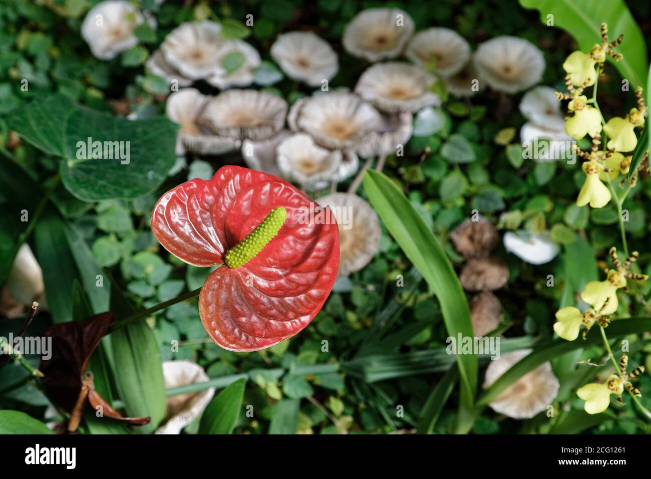 Saint Cyr en Talmondais, Frankreich. August 2020. Anthurium im Parc Floral et Tropical de la Court d'Aron in Saint Cyr en Talmondais, Frankreich. Stockfoto