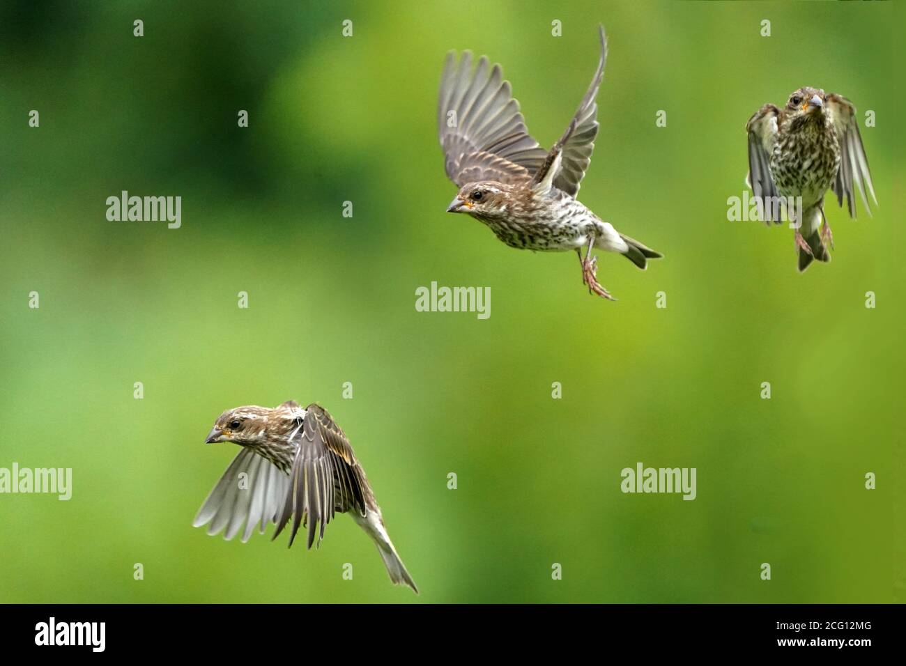 Goldfinken Männchen und Weibchen tun luftgetragenen Fetzen über Nahrung Stockfoto