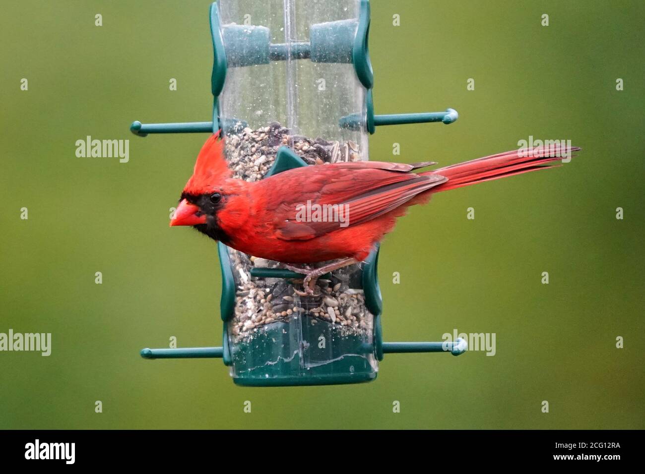Nördlichen Kardinal männlich Stockfoto