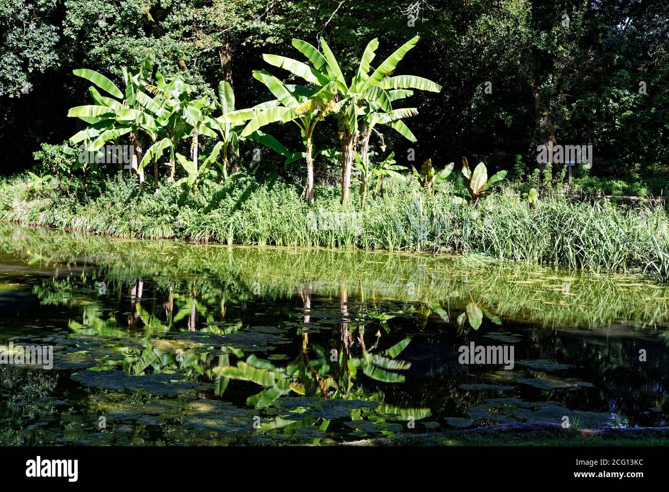 Saint Cyr en Talmondais, Frankreich. August 2020. Bananenbäume im Parc Floral et Tropical de la Court d'Aron in Saint Cyr en Talmondais, Frankreich. Stockfoto