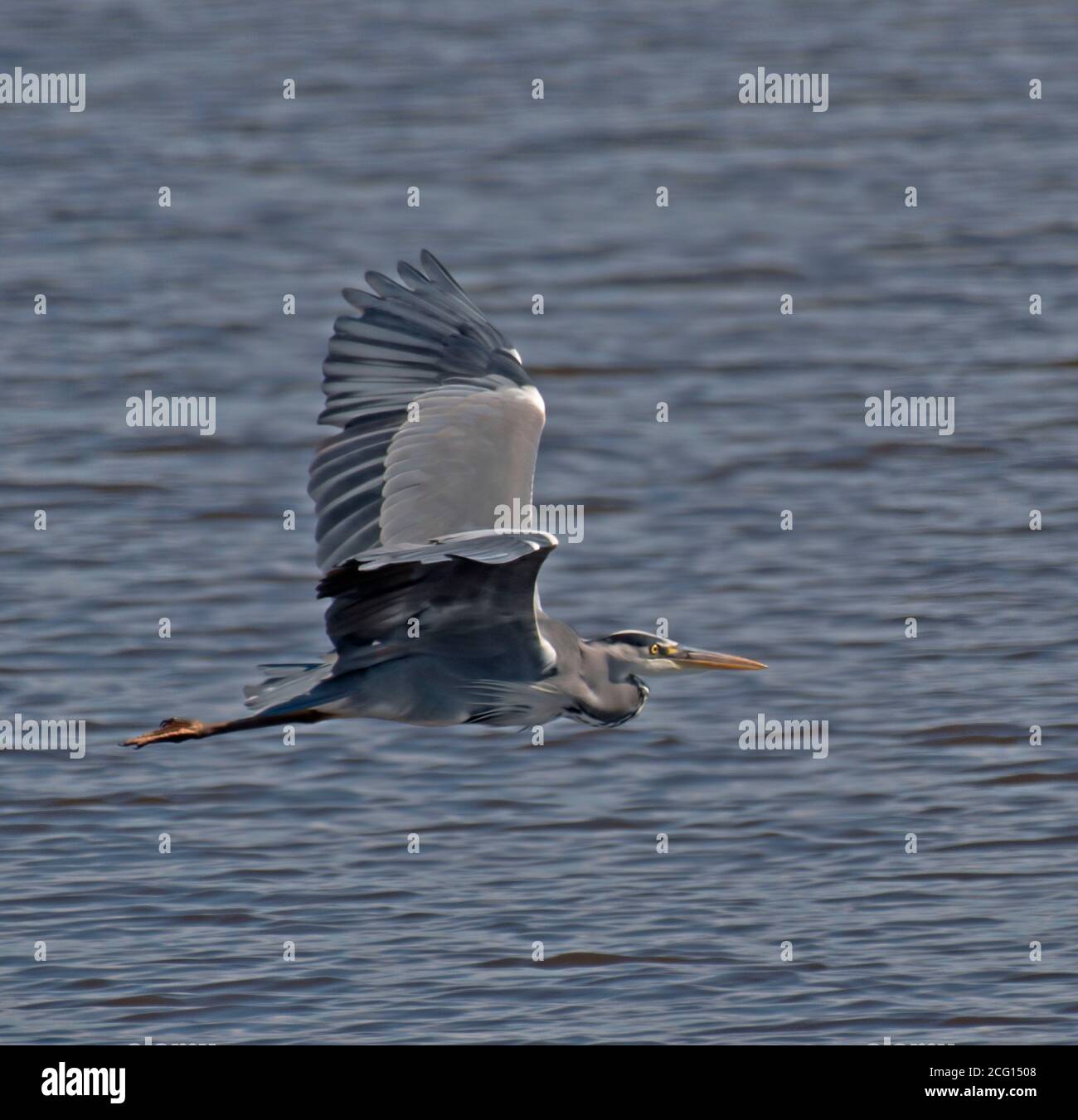 Graureiher, Ardea, Cineria Stockfoto