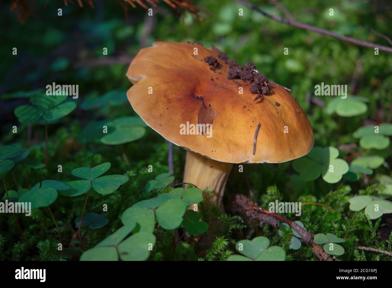 Einpilz Boletus edulis im Wald. Stockfoto