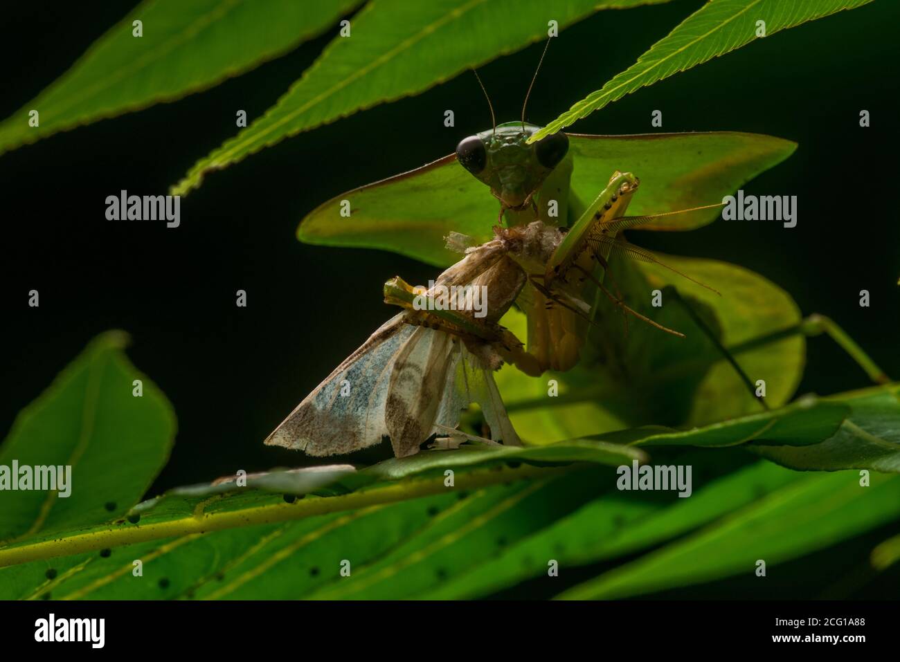 Eine Kapuzenschildmantis (Choeradodis), die ihre Mottenbeute in einem Dschungel im Amazonas-Peru frisst. Stockfoto