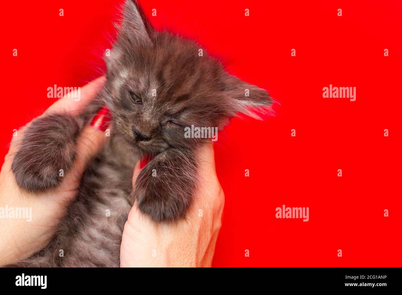 Weibliche Hand hält ein graues Kätzchen. Konzept der Tierpflege Stockfoto