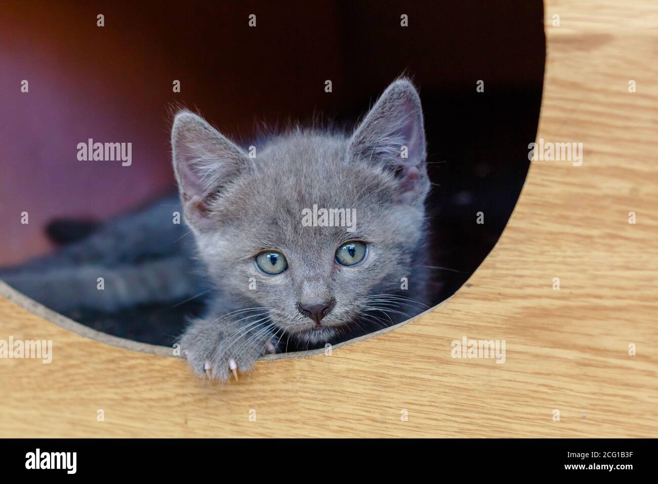 Kätzchen im Katzenhaus. Tierschutz Stockfoto
