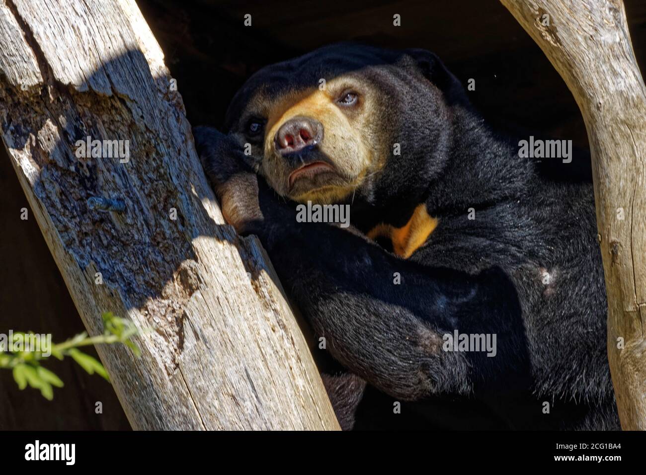 Der Sonnenbär (Helarctos malayanus) ist eine Art aus der Familie Ursidae, die in den tropischen Wäldern Südostasiens vorkommt. Stockfoto