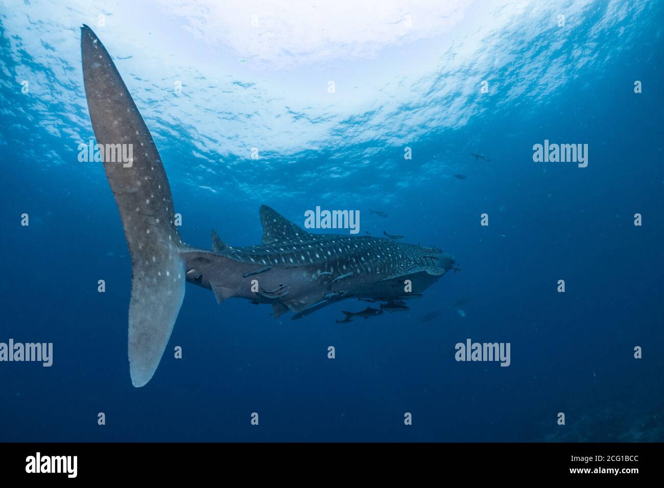 Riesenwelhai, der unter Wasser mit Tauchern schwimmt Stockfoto
