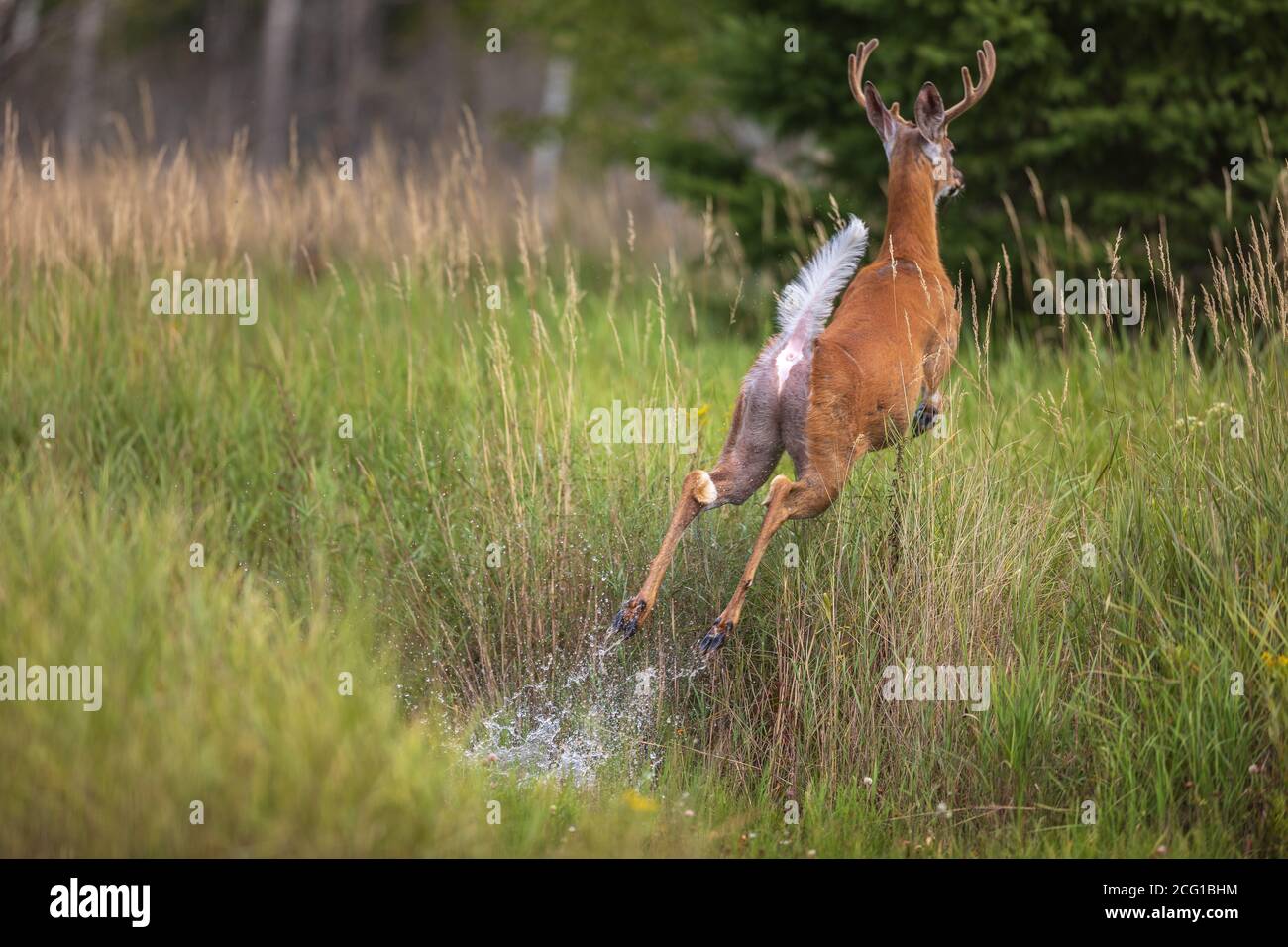 Weißschwanz-Bock springt in Sicherheit in einem überfluteten Feld im Norden Wisconsin. Stockfoto