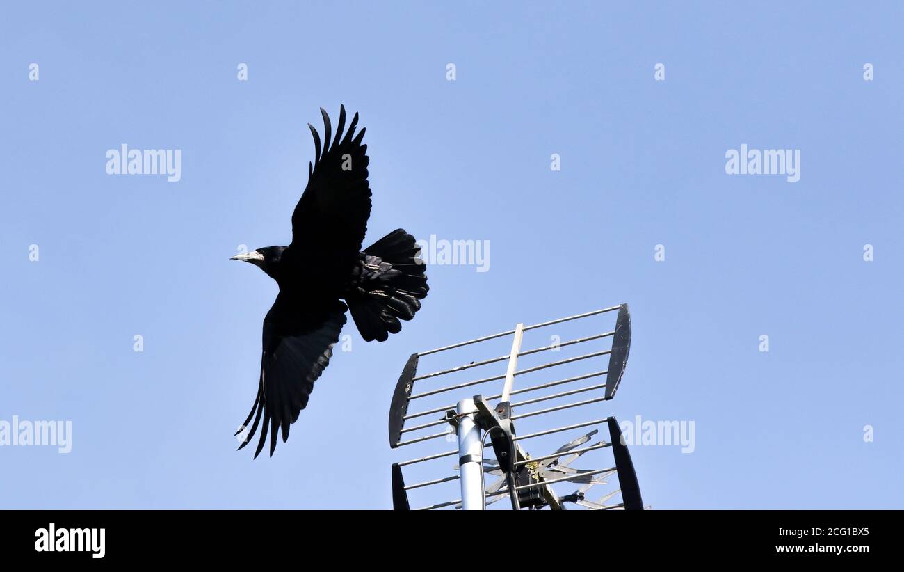 Corvus frugilegus Rook mit Flügeln im Flug vor blauem Himmel Hintergrund nach dem Abfliegen von Legierung Metall Dach TV Antenne ausgebreitet. Stockfoto