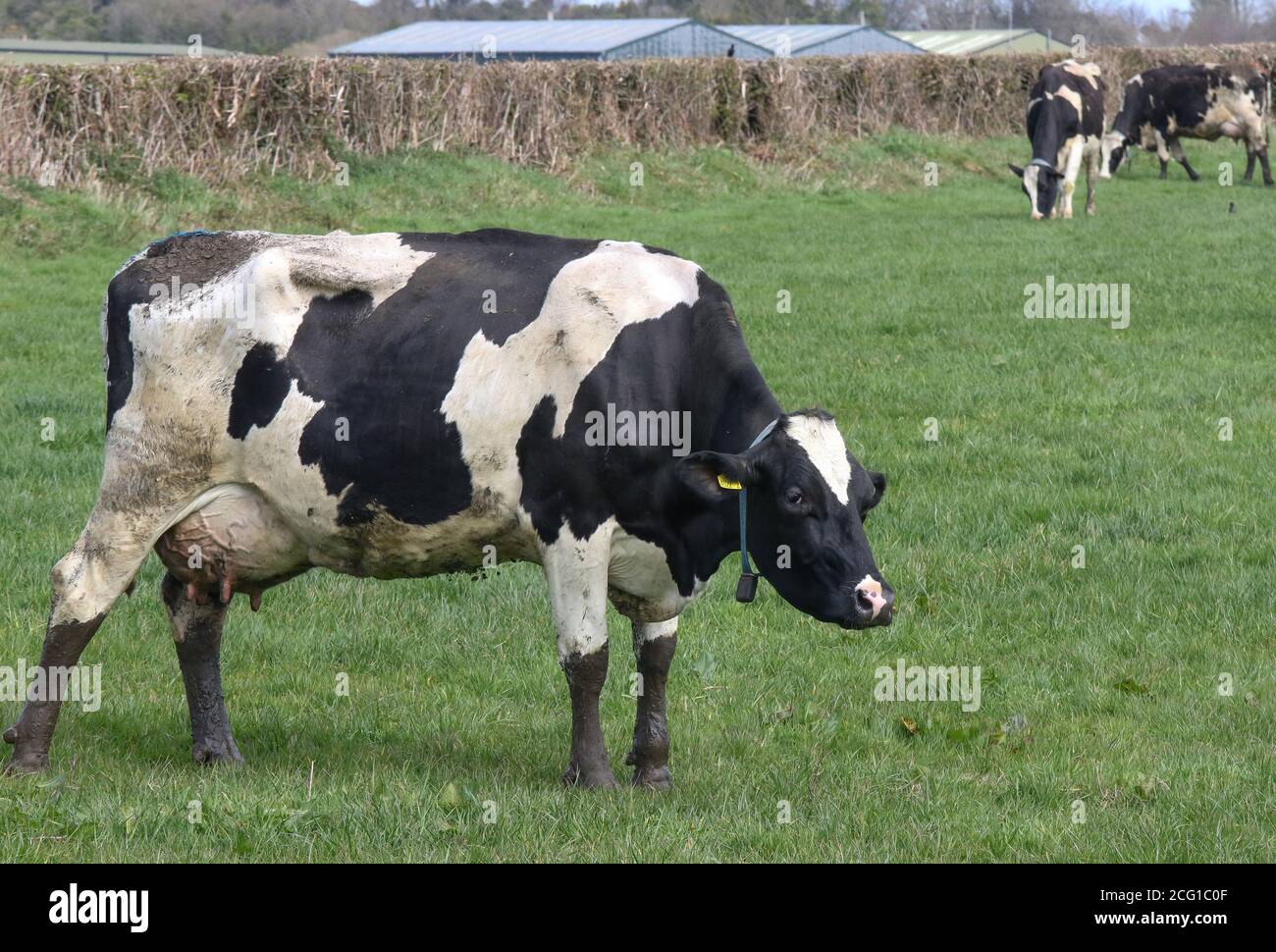 Schwarz-weiße britische Milchkuh, friesische Weide trägt ein Rind Monitoring Kragen. Sensor bei schwarzer und weißer Milchkuh. Stockfoto