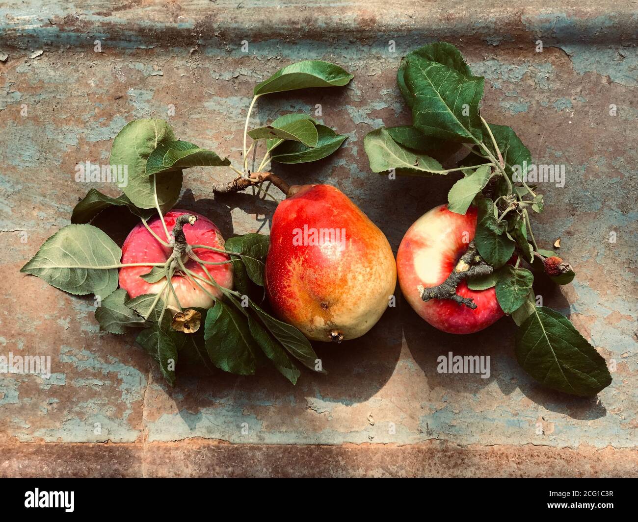 Reif und frisch gerade gepflückte Früchte: Gelbe und rote Äpfel und Birne mit grünen Blättern Stillleben auf einer Reihe auf rostigen Metall Stockfoto