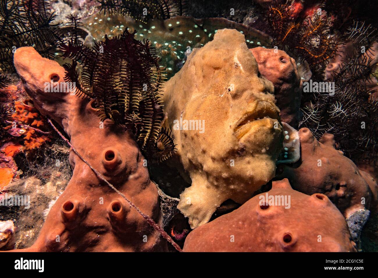 Froschfische auf Korallenriff unter Wasser im Ozean Stockfoto