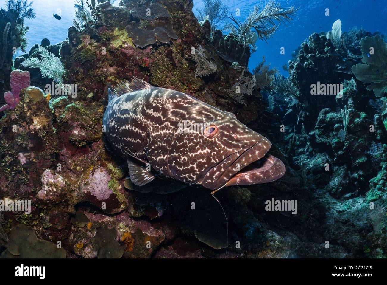 Großer Zackenbarsch am Korallenriff, Tauchen mit Angelhaken Im Mund Stockfoto