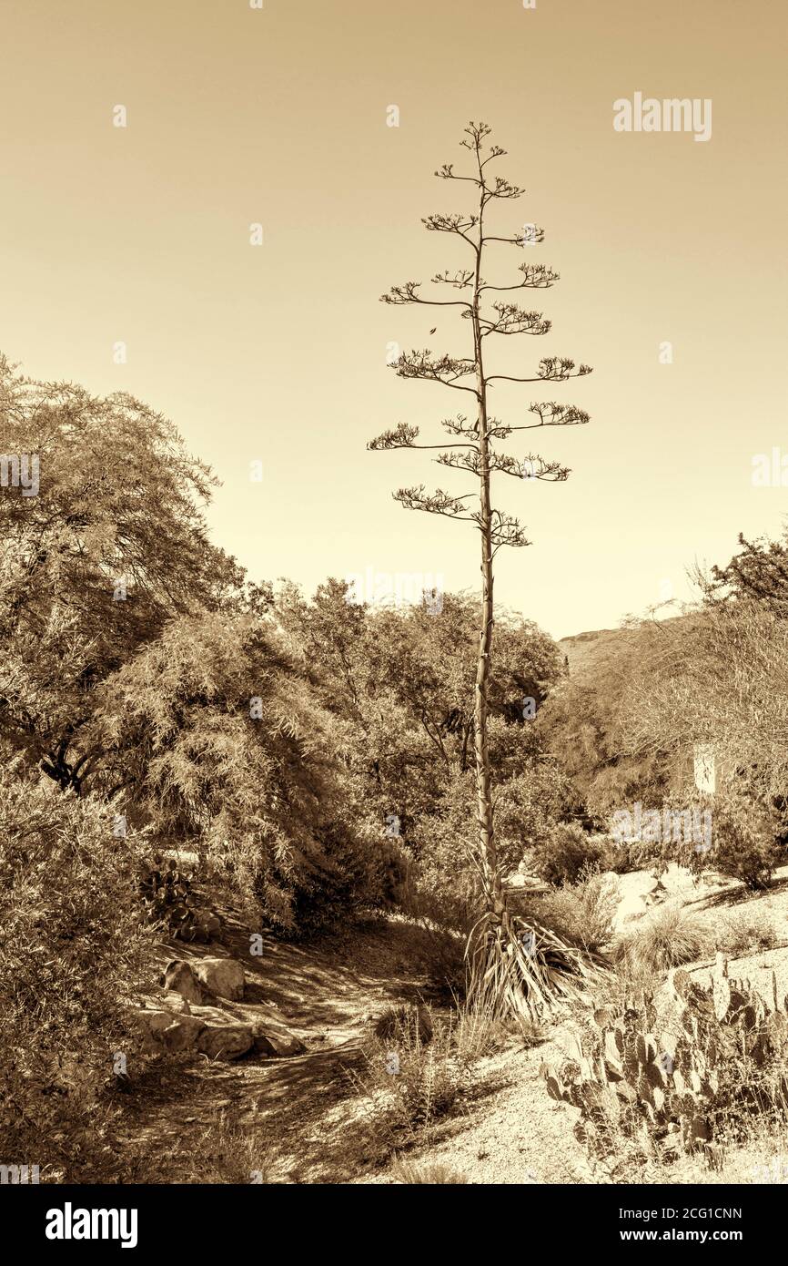 Kaktusgärten Stockfoto
