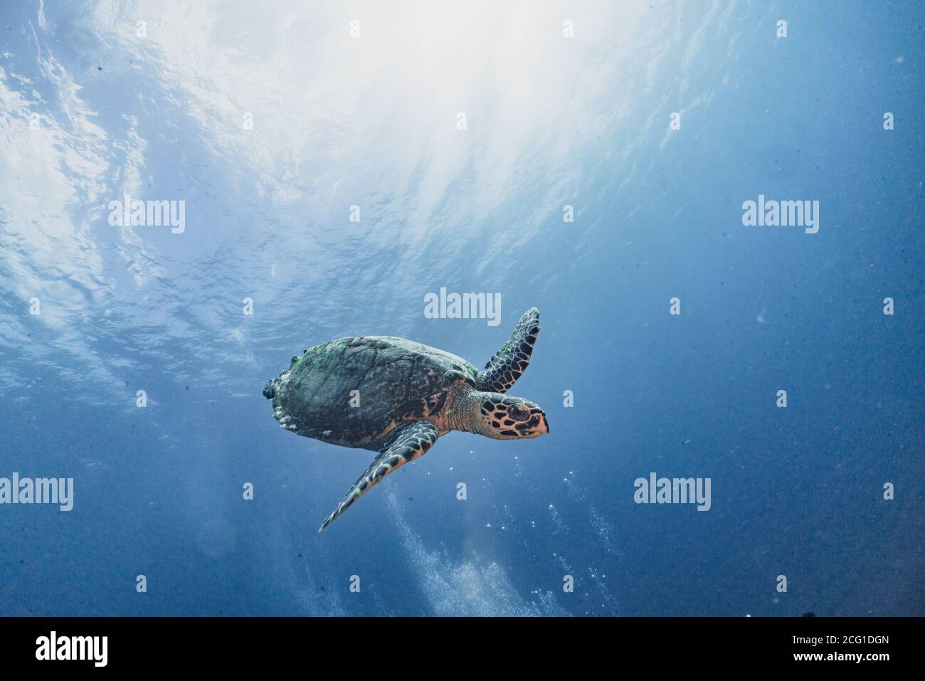 Hawksbill Schildkröte Unterwasser Schwimmen Tauchen Stockfoto