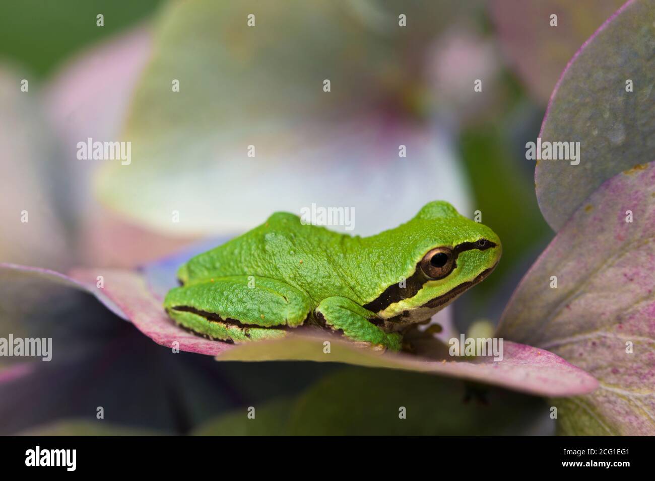 Ein pazifischer Baumfrosch ruht auf den Blütenblättern eines Hydragrea Stockfoto