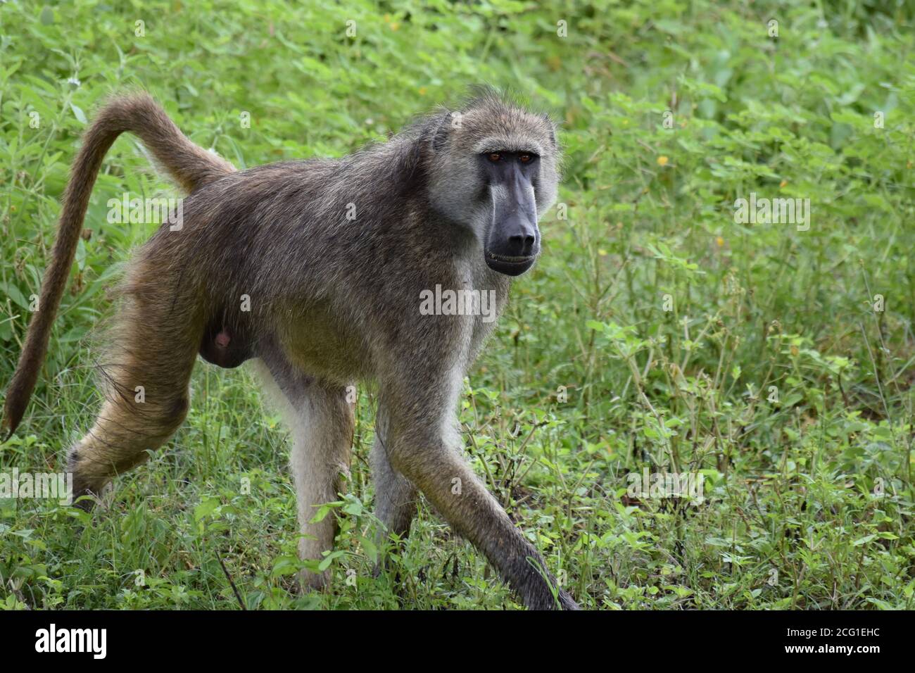 Ein Chacma Baboon (Papio Ursinus) spaziert durch grünes Gras mit einem bedrohlichen Blick auf sein Gesicht im Chobe National Park, Botswana Stockfoto
