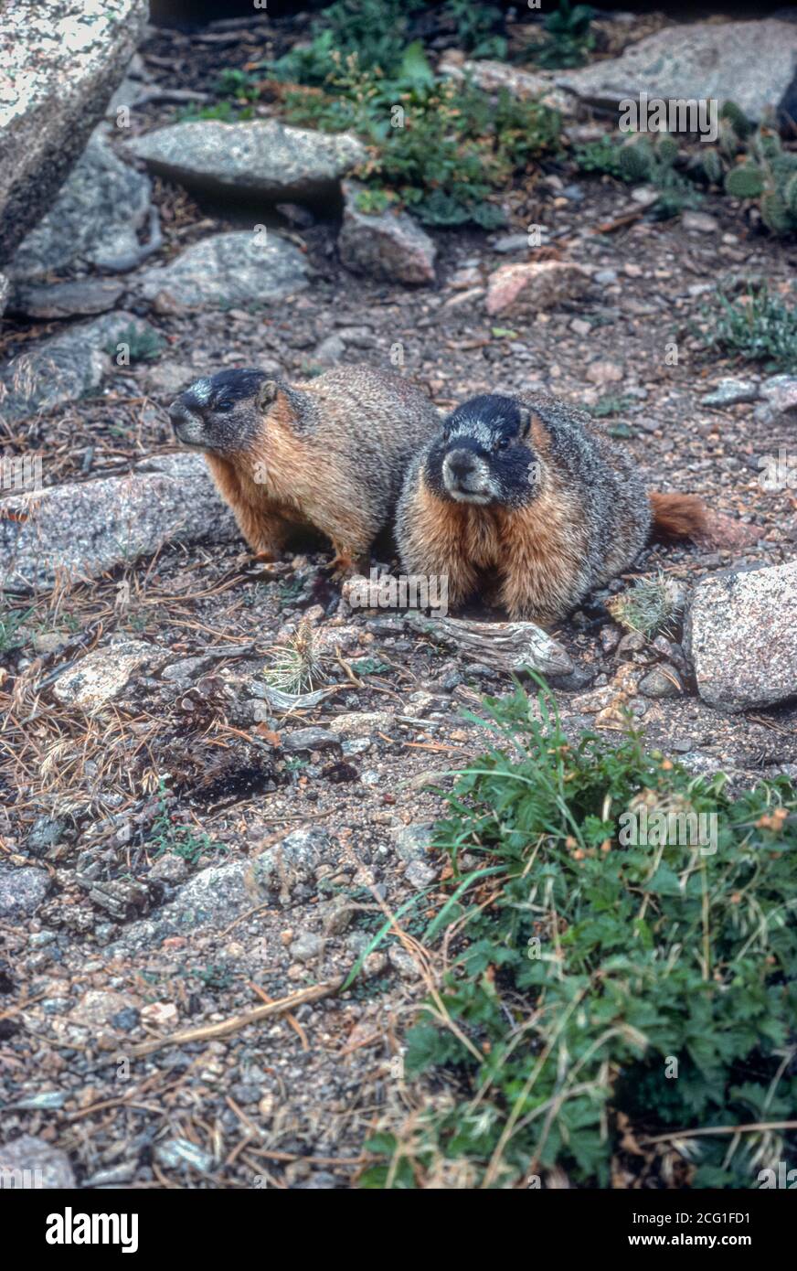 Erwachsene Gelbe Bauchmurmeltiere (Marmota flaviventris) Rocky Mountain National Park, Colorado USA. Verwandt mit dem Murmeltier des Nordwestens. Stockfoto