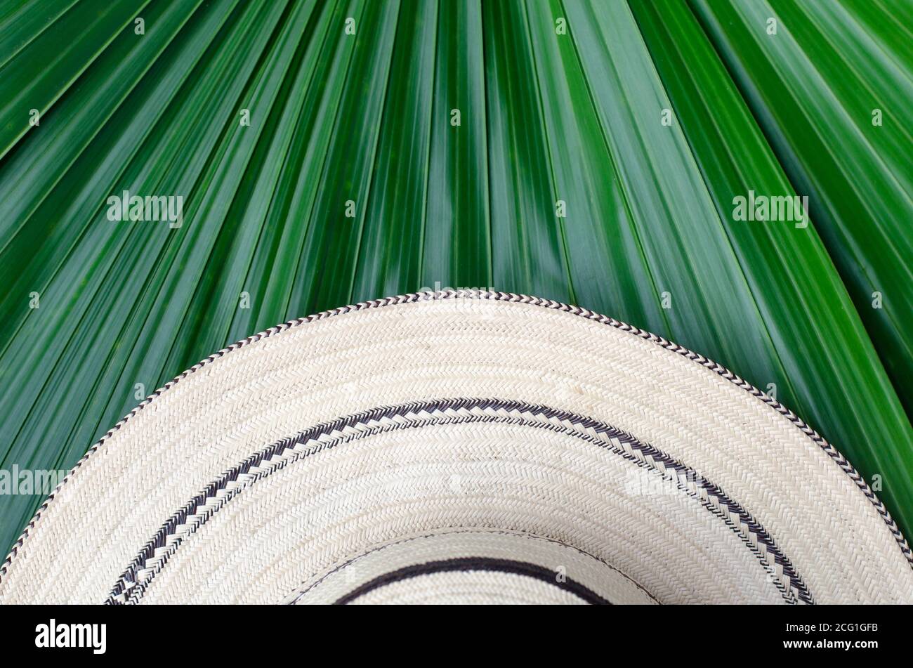 Panamaische Hüte sind handgefertigt mit einer Vielzahl von Techniken, um die natürlichen Fasern der Toquilla-Palme "Carludovica palmata" zu verarbeiten. Stockfoto