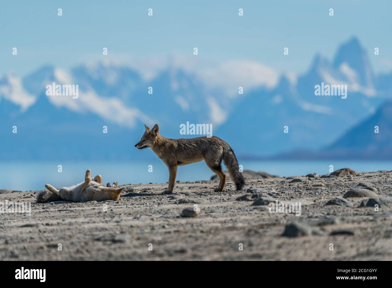 Der südamerikanische Graufuchs, Lycalopex griseus, wird auch als chilla, der graue zorro oder der Patagonia Fox bezeichnet. Sie sind in der Regel in P gefunden Stockfoto