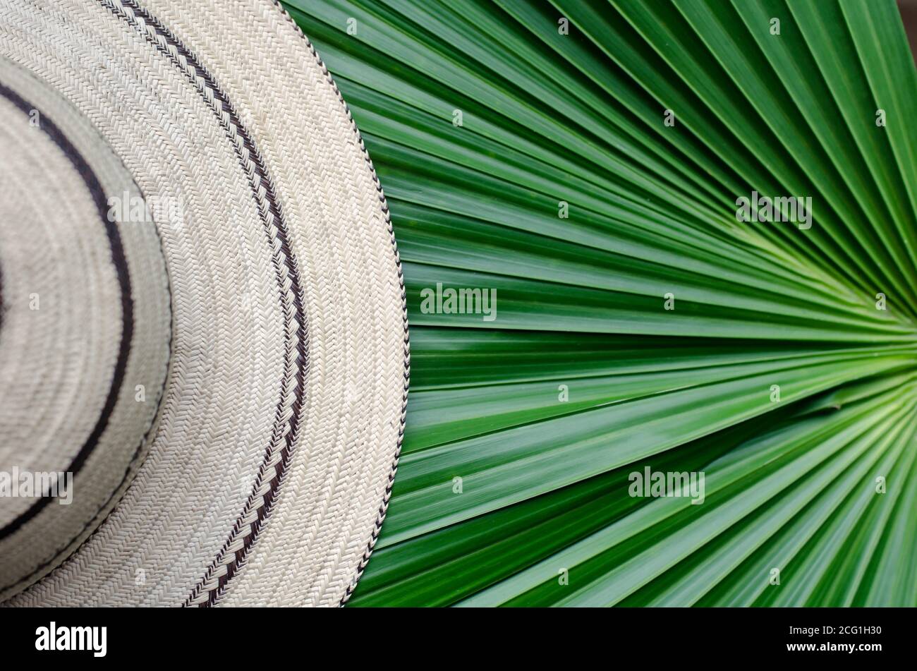 Panamaische Hüte sind handgefertigt mit einer Vielzahl von Techniken, um die natürlichen Fasern der Toquilla-Palme "Carludovica palmata" zu verarbeiten. Stockfoto