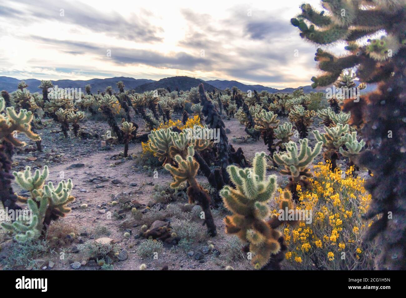 Cholla Cactus Garden bei Sonnenuntergang, Joshua Tree National Park, Kalifornien Stockfoto